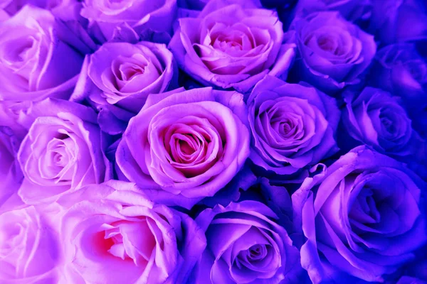 Close Roses Texture Natural Background Toned Neon Colors — Stock Photo, Image