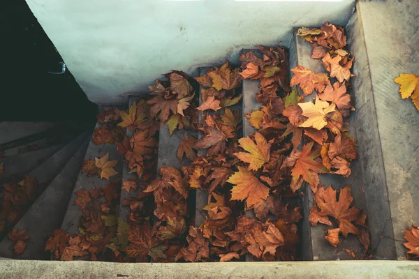 階段にカエデのオレンジの葉のスタック 秋の季節のカードの概念 — ストック写真