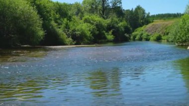 Güneşli, bulutsuz bir yaz gününde, ağaçların arasında.
