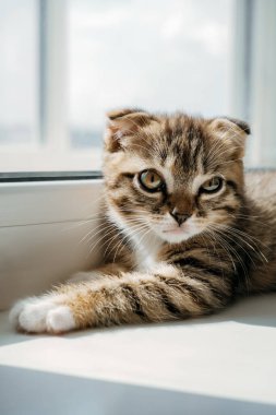 Güneşli bir günde pencerenin pervazında yatan sevimli soyulmuş kedi yavrusu.