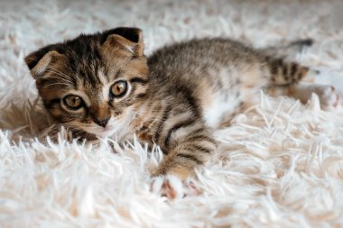 Yumuşak bir battaniyenin üzerinde yatan sevimli bir İskoç kedinin portresi.