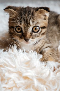 Yumuşak bir battaniyenin üzerinde yatan sevimli bir İskoç kedinin portresi.