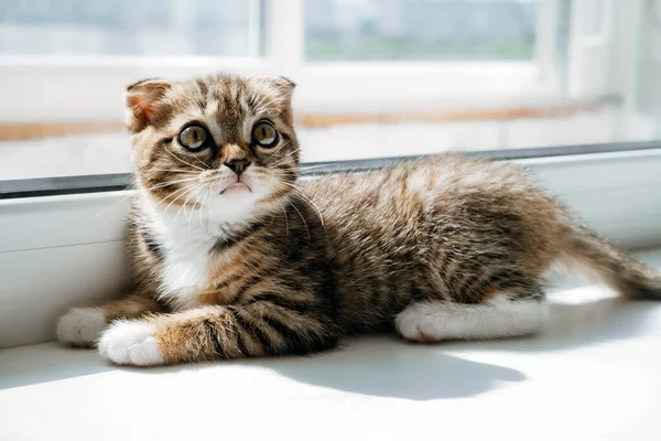 漂亮的苏格兰折叠式小猫在窗台上 背景模糊不清 — 图库照片