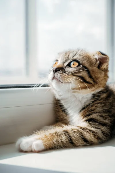 Bonito Escocês Dobra Gatinho Peitoril Janela Desfocado Fundo — Fotografia de Stock