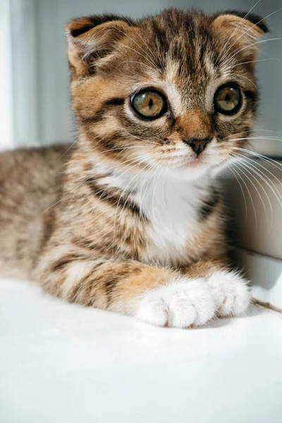 Hermoso Escocés Pliegue Gatito Ventana Alféizar Borrosa Fondo —  Fotos de Stock