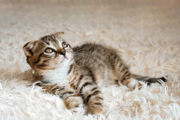 一只可爱的苏格兰软绵绵的小猫咪躺在毛绒绒毛毯上的肖像 — 图库照片