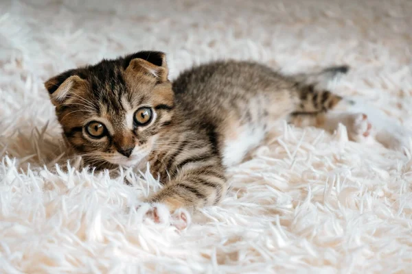 一只可爱的苏格兰软绵绵的小猫咪躺在毛绒绒毛毯上的肖像 — 图库照片