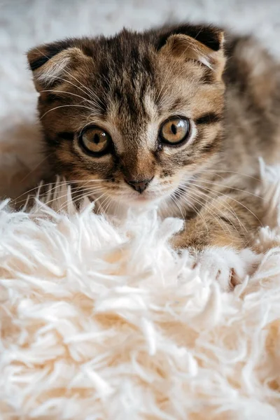 솜털같은 귀여운 고양이의 — 스톡 사진