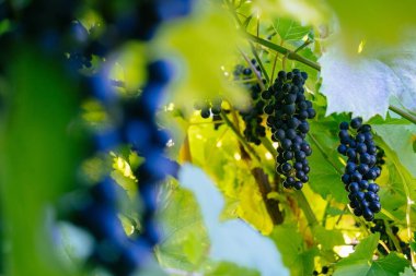 Arka planda bulanık bir üzüm demetini kapat