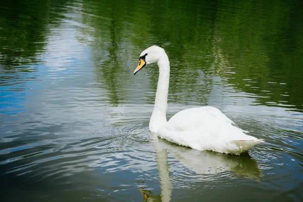 Portrait Beautiful White Swan Swimming Lake — Stock Photo, Image