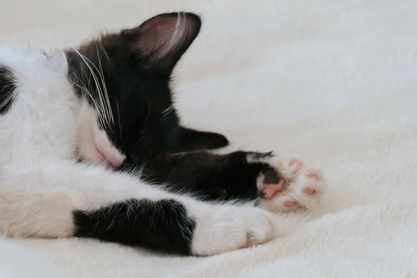 Niedlichen Schwarz Weißen Katze Schlafen Porträt — Stockfoto