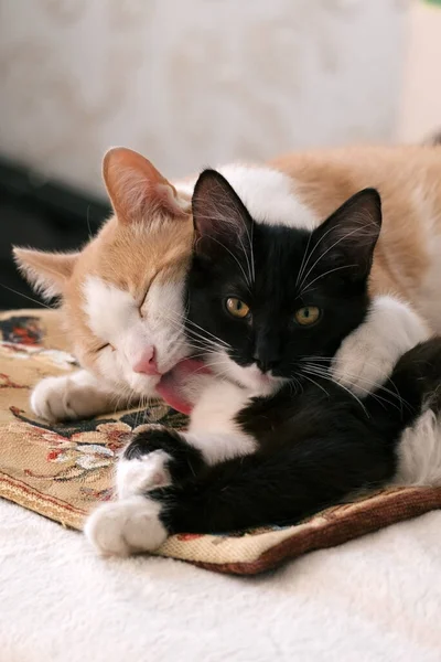 Een Witte Rode Kat Moeder Knuffelt Likt Een Zwart Wit — Stockfoto