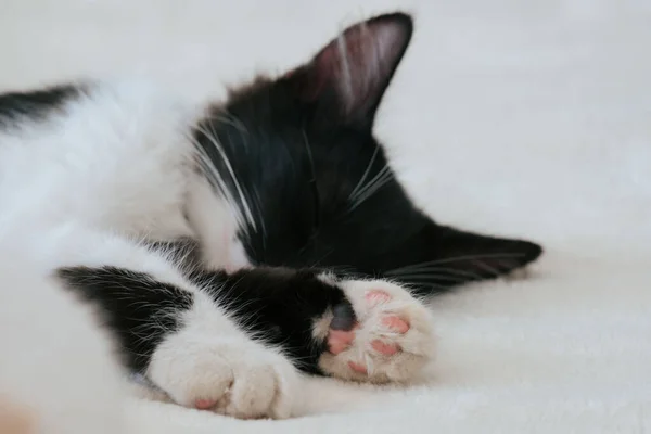 Schattig Zwart Wit Kat Slapen Portret — Stockfoto