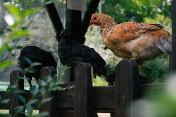 Close Cena Rural Com Galinhas Sentadas Uma Cerca Borrada Fundo — Fotografia de Stock