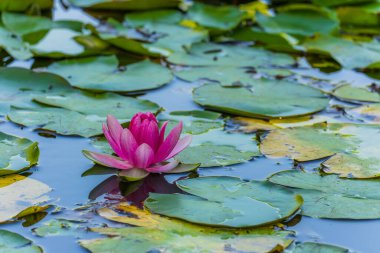 Nilüfer çiçekli doğal duvar kağıdı