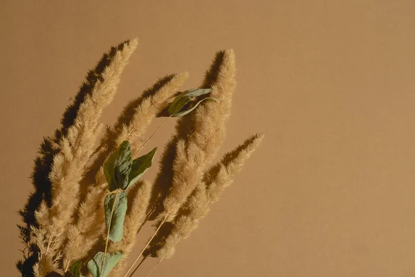 Ramo Campo Esponjoso Flores Secas Ramitas Eucalipto Sobre Fondo Marrón — Foto de Stock