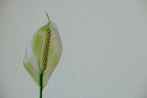Single Wit Spathiphyllum Bloem Een Witte Achtergrond Kopieer Ruimte — Stockfoto