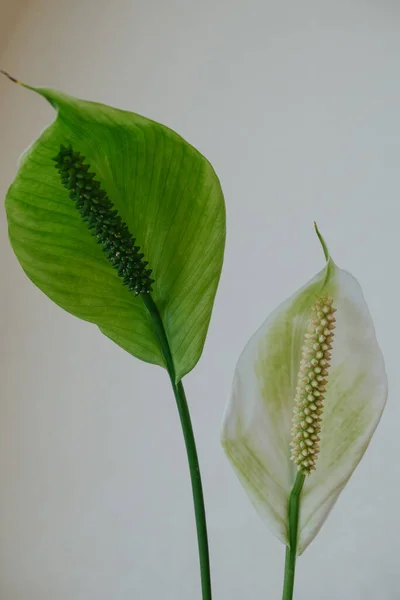 Close Twee Witte Spathiphyllum Bloemen Een Witte Achtergrond — Stockfoto