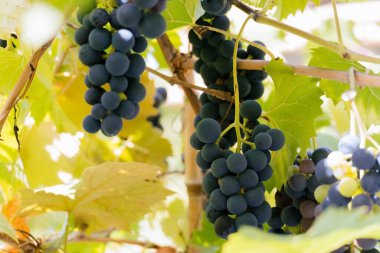 Arka planda bulanık bir üzüm demetini kapat