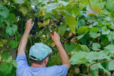 Üzüm hasadı toplayan tanınmamış kıdemli adam.