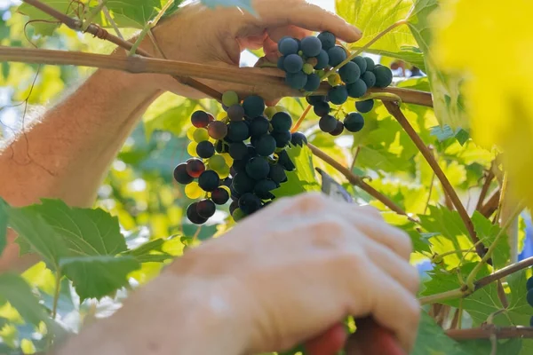 Közelről Férfi Kéz Metsző Olló Vágás Egy Csomó Vörös Szőlő — Stock Fotó