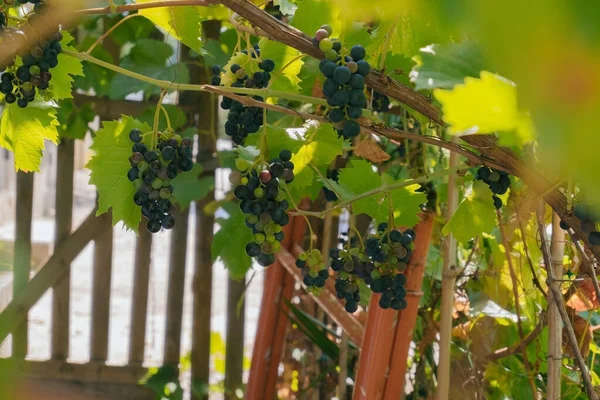 Grape Bunches Garden — Stock Photo, Image