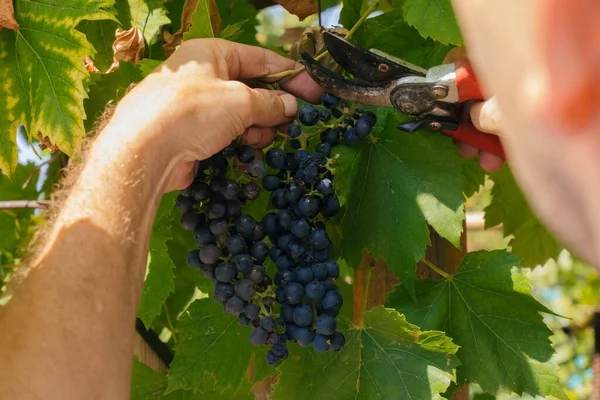 Close Male Hands Pruning Shears Cutting Bunch Red Grapes Winemaking Royalty Free Stock Photos