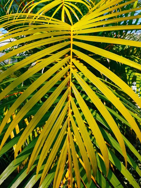 Svislá Přírodní Tapeta Zblízka Palmovým Listem Teplém Slunečním Světle — Stock fotografie