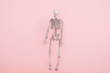 Yumuşak pembe arka planda izole edilmiş insan iskeleti.