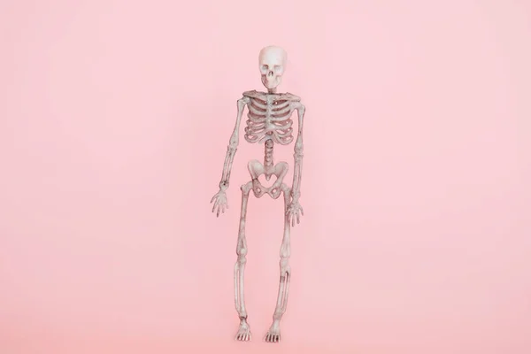 Esqueleto Humano Isolado Fundo Rosa Suave — Fotografia de Stock