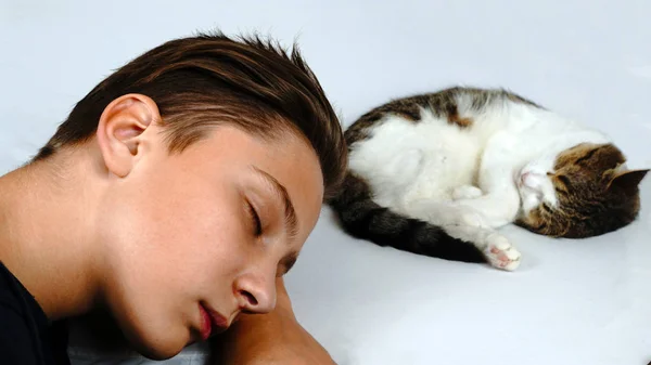 Genç ve bir beyaz yatakta evde uyuyan kedi                                