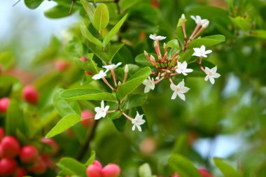 Bengal-kuşüzümü, Carandas-eriği, Karanda veya Carunda meyvesi, Bengal-Currant çiçeği. seçici odak ile.