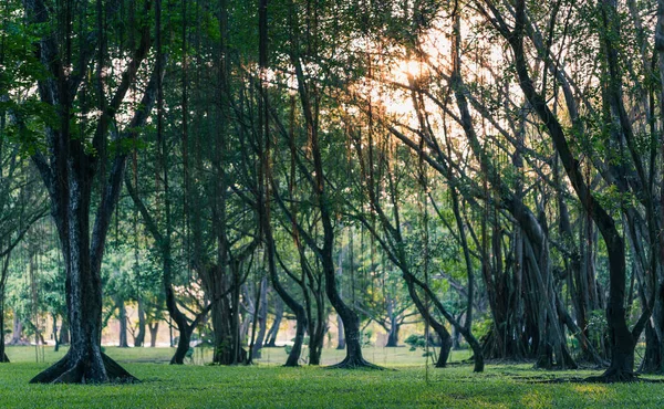 Karanlık Sahne Tropikal Orman Park Yeşil Çimen Küçük Ağaçlar Liana — Stok fotoğraf