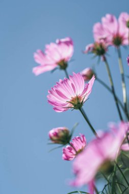 Odak parlak pembe çiçek açan evren çiçekler güneş ışığı mavi gökyüzü arka plan ile kış sabah dokunmadan kapatın.