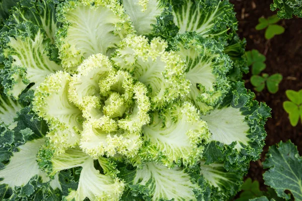 Top view closeup on center of green curly leaf cabbage in full blooming large size.