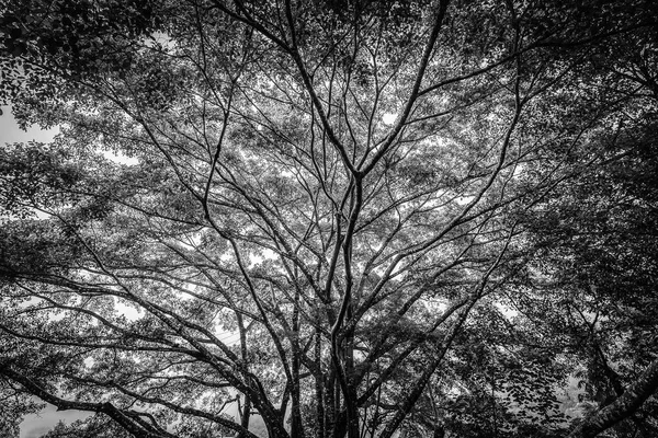 Black and white scene of old big tree having wide and long branches.