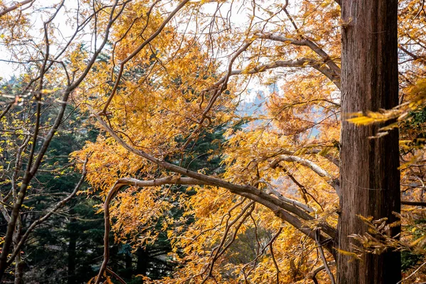 Árvores Mudando Cor Verde Para Laranja Durante Outono Dentro Monte — Fotografia de Stock
