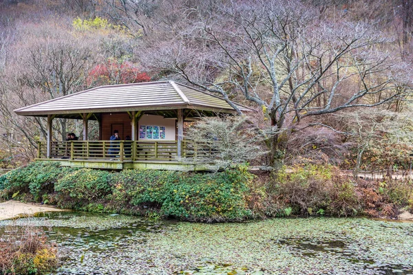 日本兵库县神户六甲山 2018年11月25日 六甲高山植物园 秋季树叶开始飘落 — 图库照片