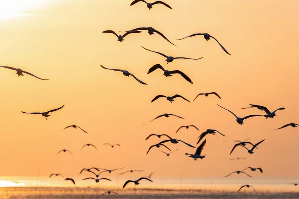 Silhouette Flying Seagulls Sea Surface Sunrise — Stock Photo, Image