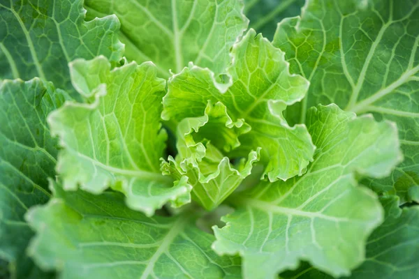 Close focus on center of green curly leaf lettuce before harvesting for clean food product.