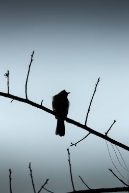 Kış sabahı gri gökyüzü arkaplanlı, ağaç dalında tek başına duran kuşun silueti..