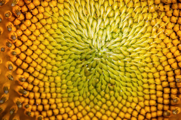 Close focus scene on center of blooming sunflower which small petal and seed growing from inside.