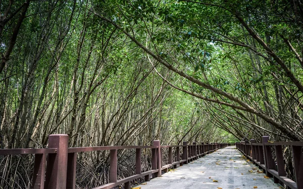 Caminhe dentro da floresta de manguezais — Fotografia de Stock