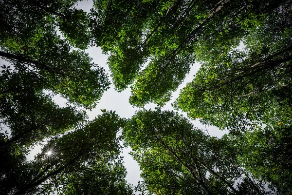 Mangrov ormanının yeşil yapraklarının altında