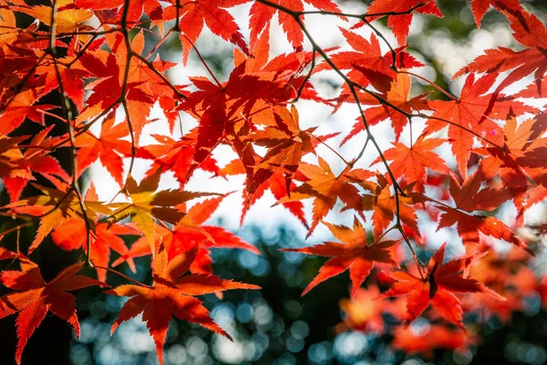 日本のカエデの木の紅葉 — ストック写真