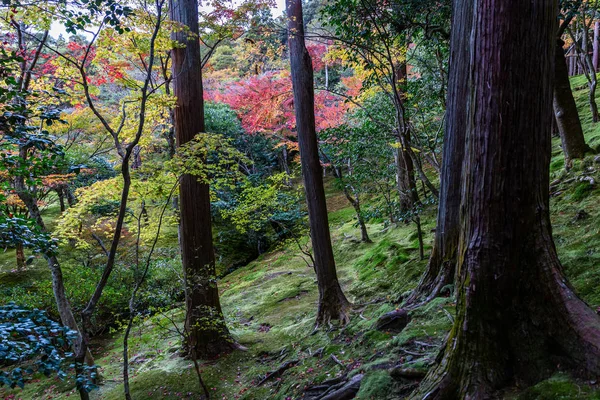 日本の丘の上のカラフルな葉の木の中 — ストック写真