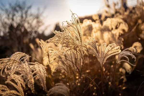 Gyllene solljus på blomma gräs — Stockfoto