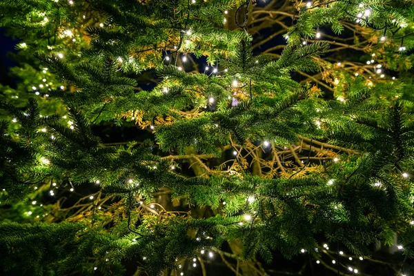 Decoración en árbol verde con pequeñas luces —  Fotos de Stock