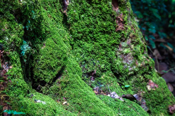 Mousse verte coller sur l'arbre dans la forêt tropicale — Photo