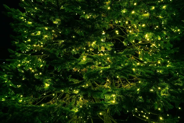 Decorazione su albero verde con piccole luci — Foto Stock